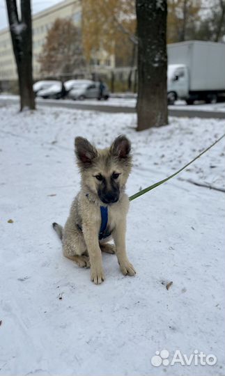 В самые добрые руки