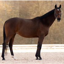 Лошадь выездка