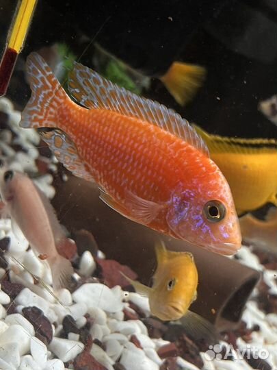 Малавийские цихлиды рыбки, сом птерегоплихт