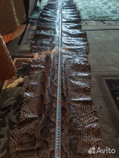 Кожа питона не крашенная,цельная