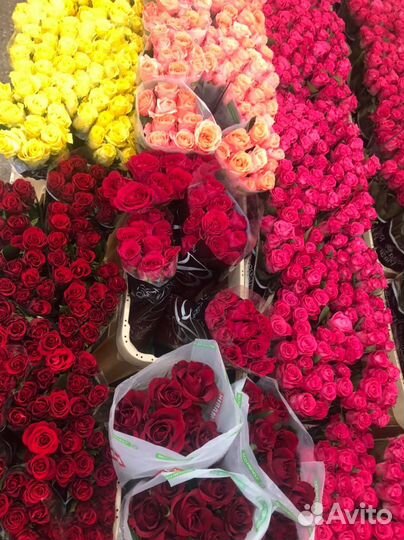 Розы Эквадор, Кения, Голландия. Доставка