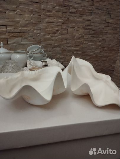 Ракушка 2 створки, большая, морская