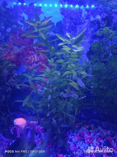 Аквариумные растения