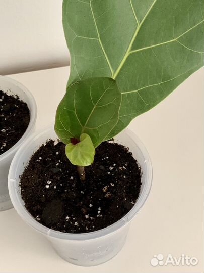 Фикус лирата Бамбино