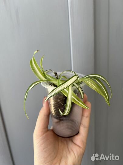 Хлорофитум