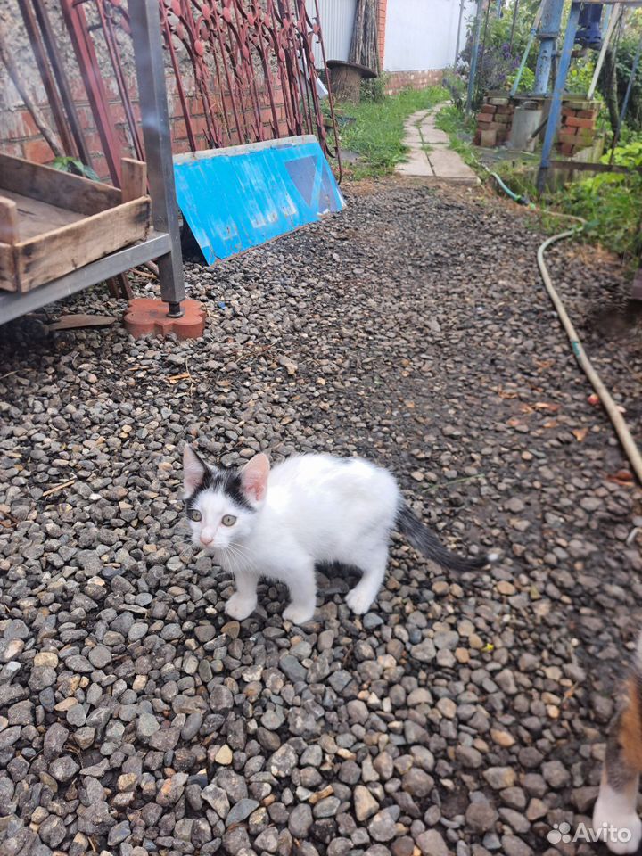 Котёнок в добрые руки, Краснодар