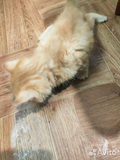 Котята в добрые руки бесплатно