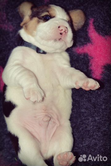 Щенки бигля