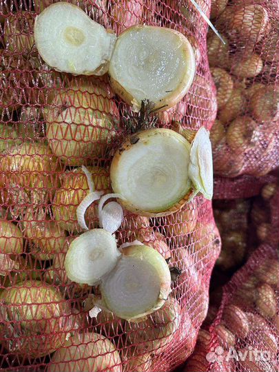 Лук на выгонку пера, Штутгарт (оптом)