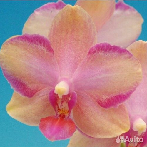 Орхидея фаленопсис Азия подростки нецветущие