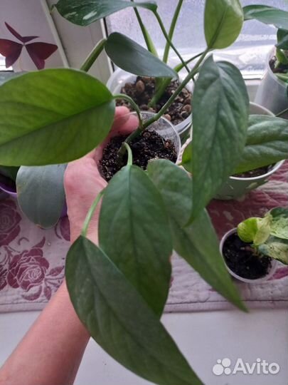 Комнатные растения цветы