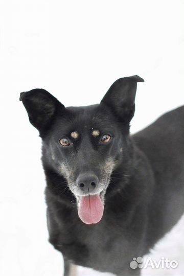 Собака в добрые руки Ласка ищет дом