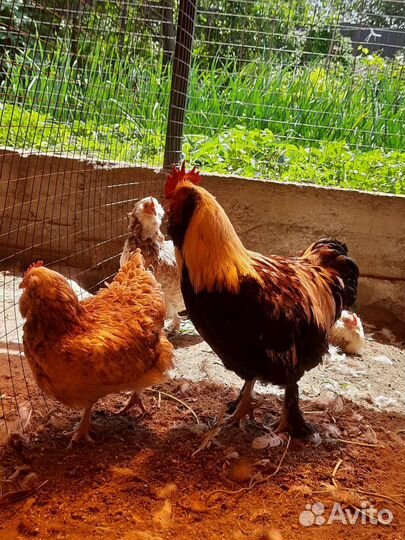 Фавероль семья