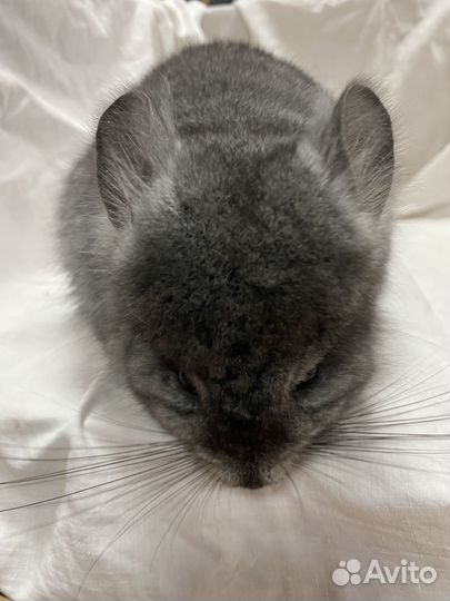 Шиншилла стендарьная ангора