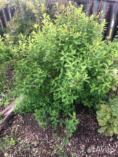 Спирея саженцы