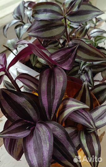 Фикус бенджамина,циссус,сансевиерия традесканция