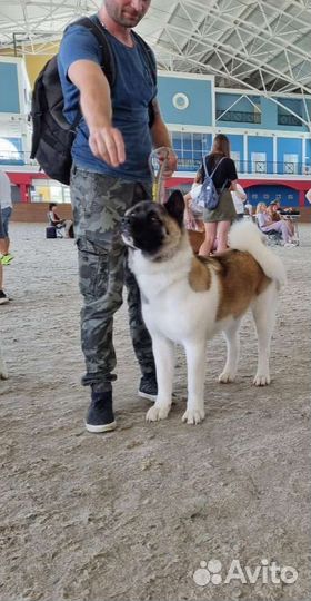 Кинолог/Хендлер дрессировка собак любых пород