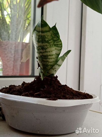 Сансевиерия