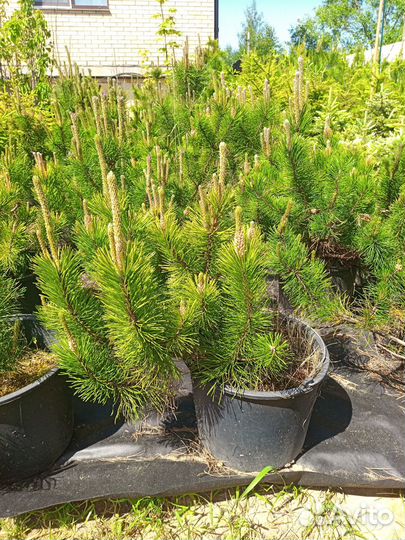 Сосна горная Мугус