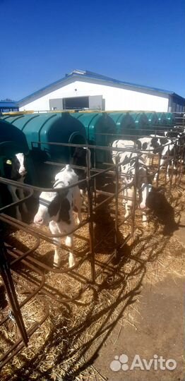 Телята бычки