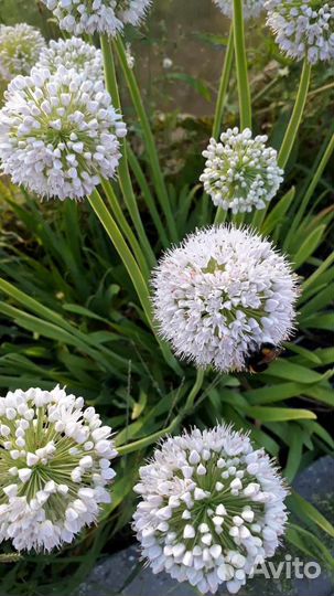 Аллиум белый