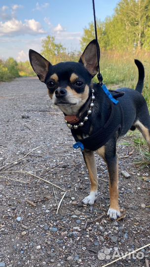 Чихуахуа кобель на вязку