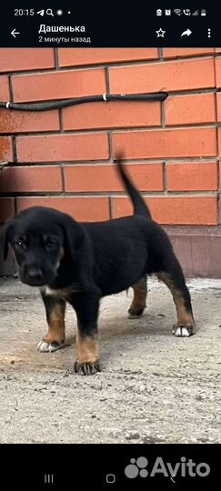 Щенки помесь курцхаара и лабрадора