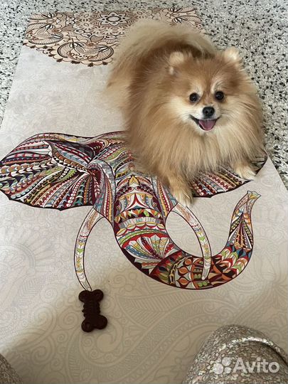 Немецкий шпиц