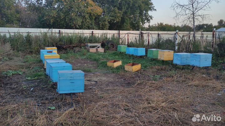 Пчелы на высадку