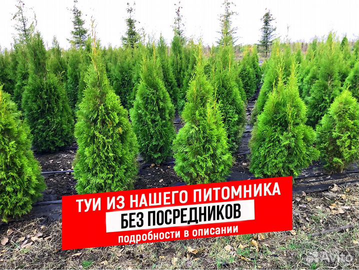 Туи Брабант, Смарагд, Колумна