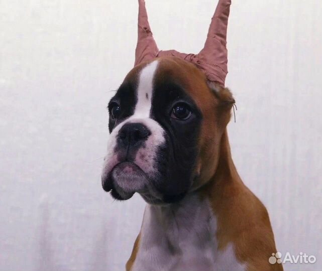 Щенки боксера