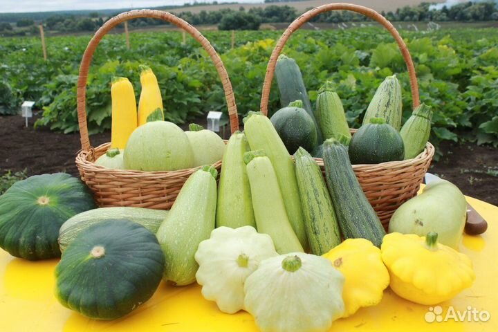 Рассада бахчевых с услугой 