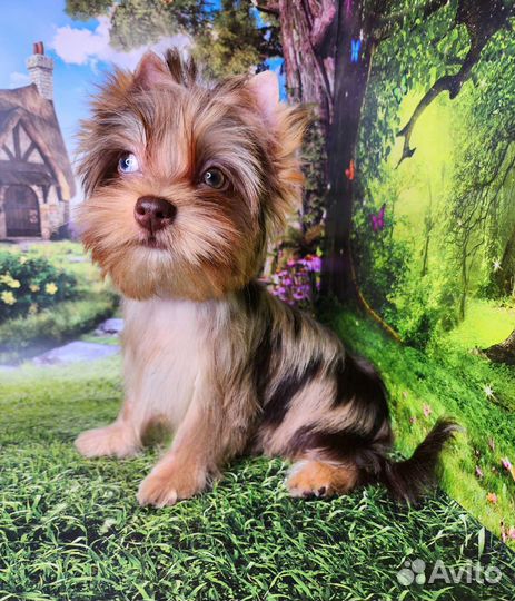 Йоркширский терьер