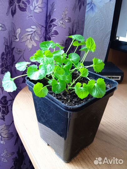 Комнатные растения цветы