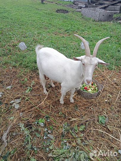 Коза дойная
