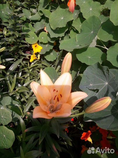 Лилия на букет