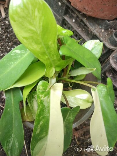 Филодендрон маска вариегатная