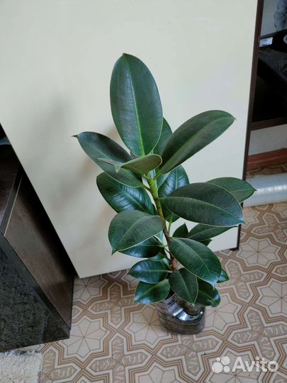 Фикус эластика,тинеке,Кротон миссис Айстон
