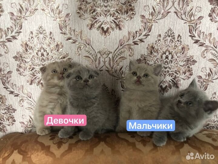 Шотландская вислоухая