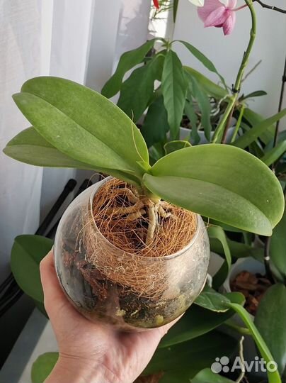 Орхидея мини