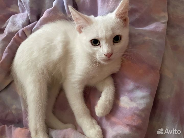 Котята бесплатно