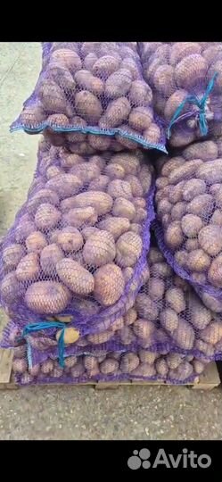 Семенной Картофель Аризона