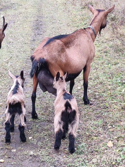Козёл альпийский ч/п и его козлята(г.Пермь)