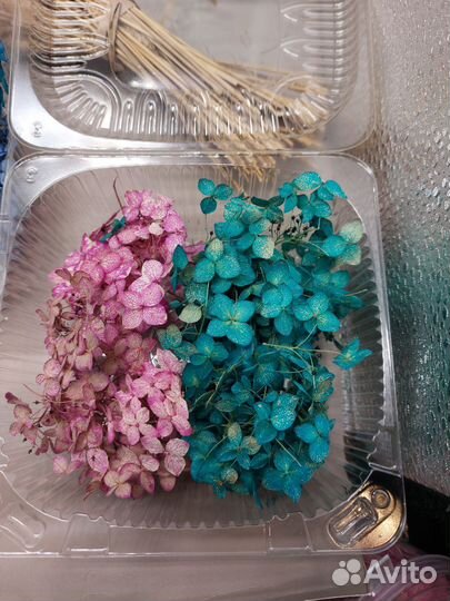 Гортензия сухоцвет