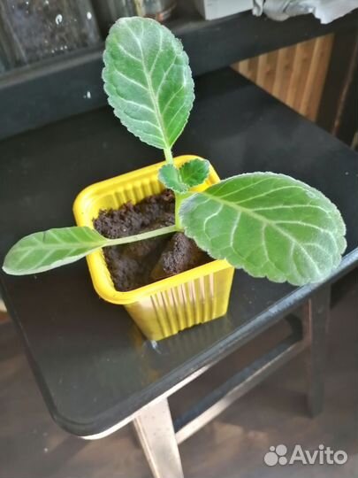 Продам глоксинии