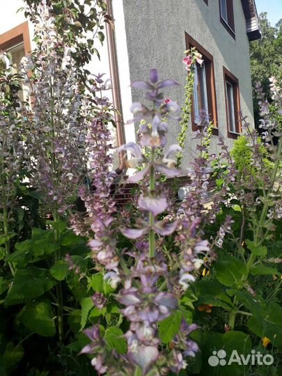 Шалфей мускатный