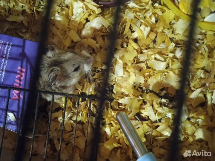 Джунгарские хомяки