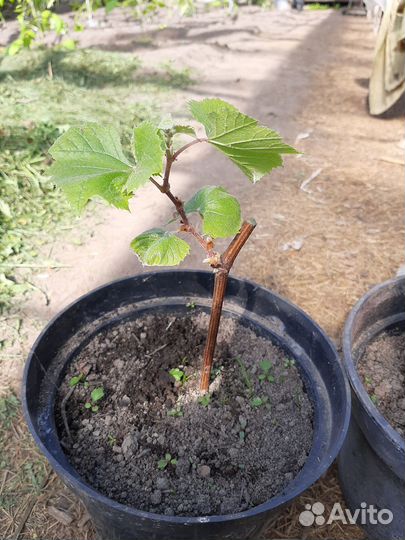 Виноград Юпитер