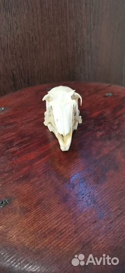 Череп зайца