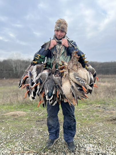 Охота на утку